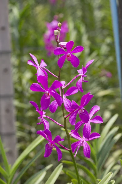 Vackra Röda Mokara Orkidé Blommar Trädgården — Stockfoto