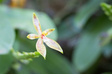 Phalaenopsis cornucervi (Breda) Blume Orkide çiçeği