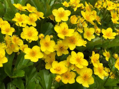 Sarı Marigold Kral Kupası Bitki Caltha Palustris