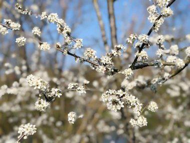 Prunus spinosa veya blackthorn veya sloe