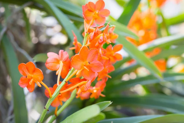 Ascocentrum miniatum, hermosa orquídea naranja — Foto de Stock