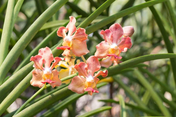 Doft orkidé blomma av Thailand namnges som Udon Sunshine — Stockfoto