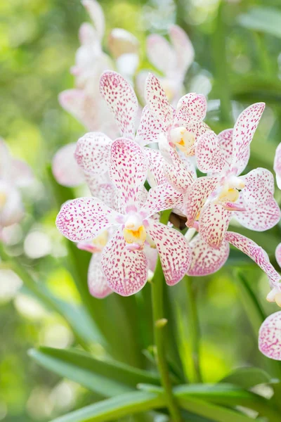 Mokara orchids blooming in the garden — Stock Photo, Image