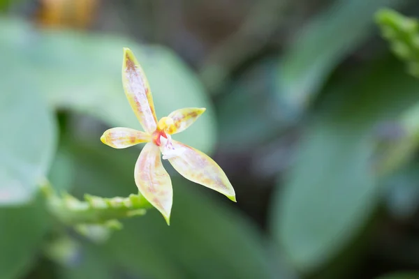 Phalaenopsis cornucervi (breda) Blume-Orchideenblume — Stockfoto