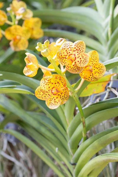 Vanda amarela pontilhada orquídea e folhas verdes — Fotografia de Stock