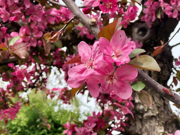 Flores de maçã rosa na árvore — Fotografia de Stock