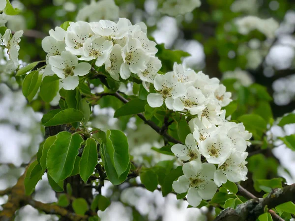 Flores de maçã verde com folhas na árvore na fazenda — Fotografia de Stock