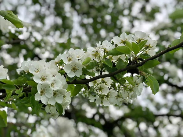 Flores de maçã verde com folhas na árvore na fazenda — Fotografia de Stock