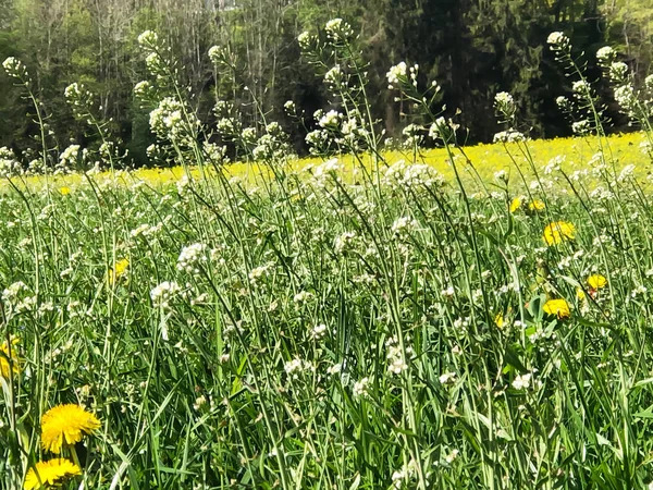 Fioritura campo di colza in primavera — Foto Stock