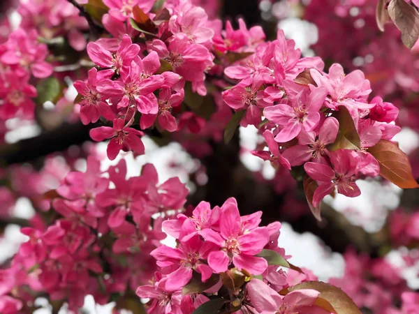 Flores de maçã rosa na árvore — Fotografia de Stock