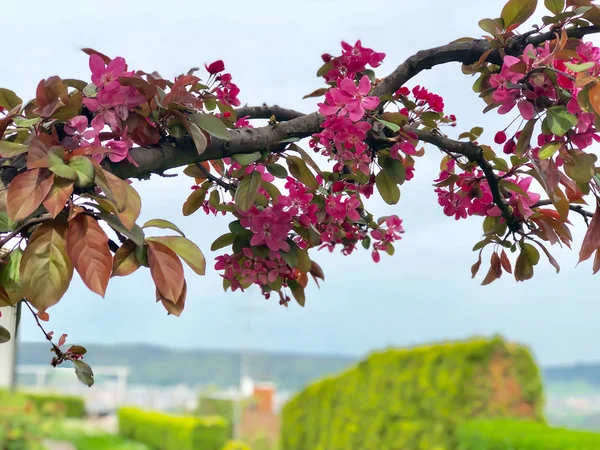 Flores de maçã rosa na árvore — Fotografia de Stock