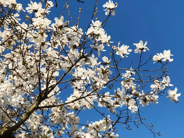 Magnolia árvore flor e céu azul — Fotografia de Stock