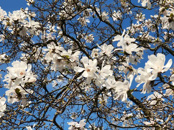 Magnolia árvore flor e céu azul — Fotografia de Stock