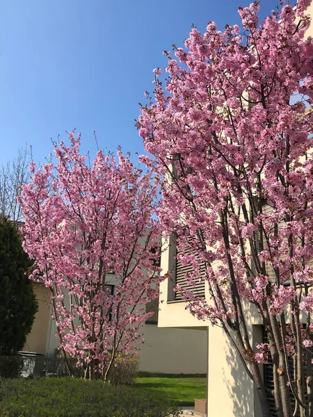Belas flores de cerejeira flor de árvore sakura na primavera — Fotografia de Stock