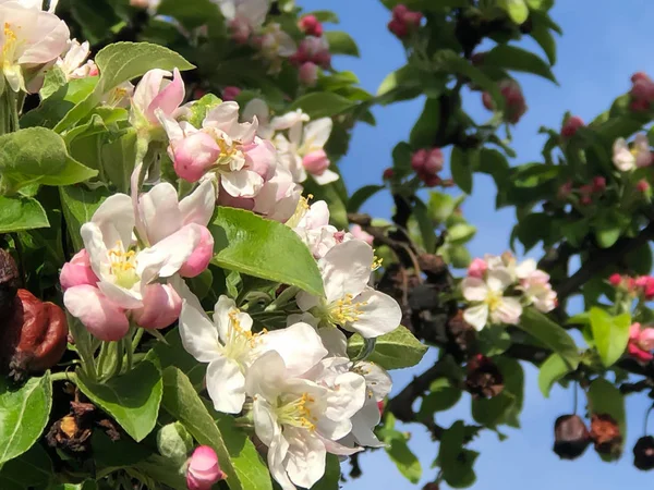 Flores de maçã verde com folhas na árvore com céu azul — Fotografia de Stock