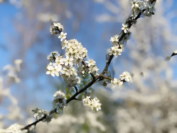 Prunus spinosa ou blackthorn ou sloe — Fotografia de Stock