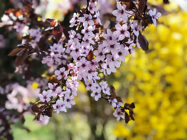 Cerejeiras florescentes na primavera, fundo da primavera — Fotografia de Stock