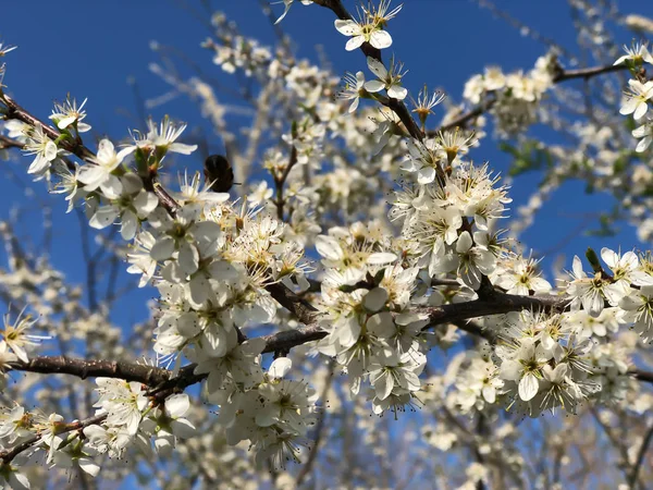 Prunus spinosa ou blackthorn ou sloe — Fotografia de Stock
