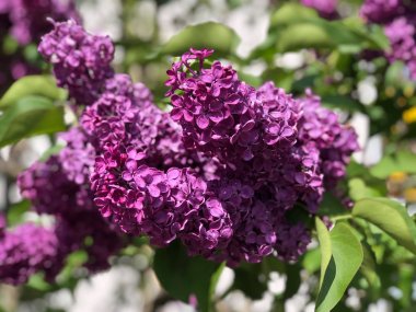 Ağaçta çiçek açan leylak çiçekleri