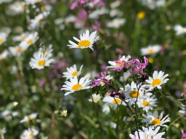 Yeşil ot ile çayırda yaz çiçek
