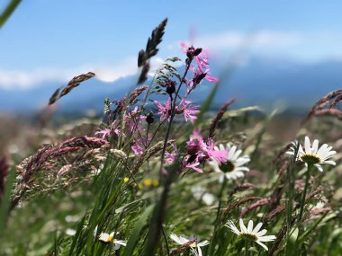 Yeşil ot ile çayırda yaz çiçek