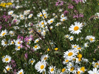 Yeşil ot ile çayırda yaz çiçek