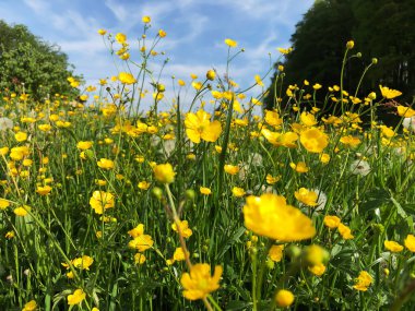 Sarı Çayır Çiçekleri Yazın 