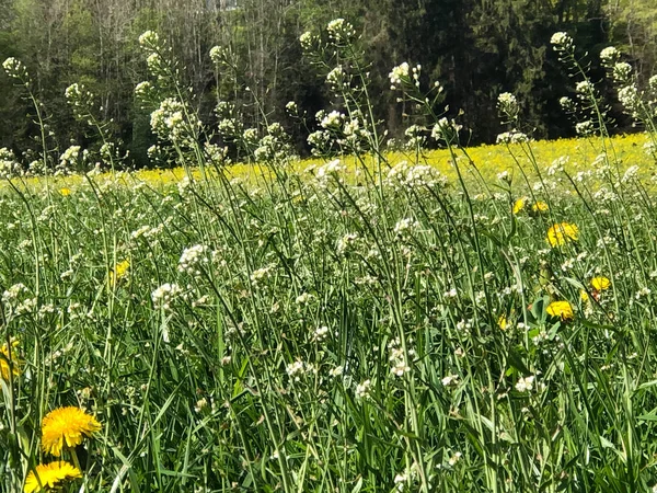 Fiori Estivi Nel Prato Con Erba Verde Margherite Sul Campo — Foto Stock