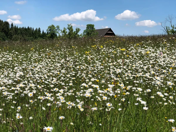 Prato verde in estate con fiore fiorito con montagna innevata — Foto Stock