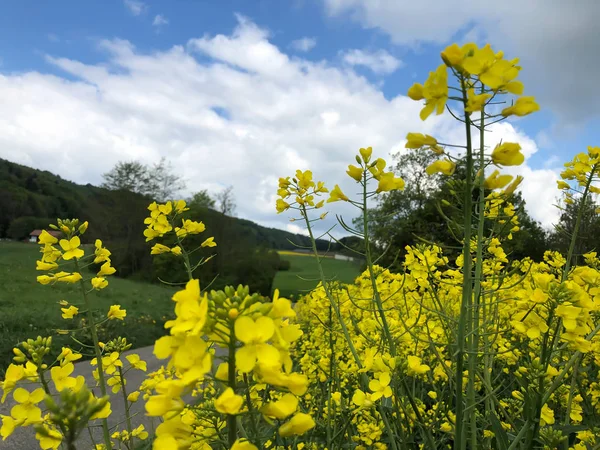 Campo di fiori di canola in Svizzera — Foto Stock