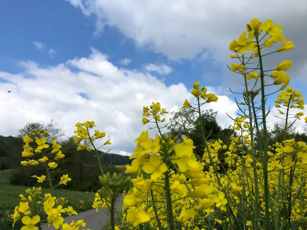 Campo di fiori di canola in Svizzera — Foto Stock