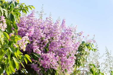 Lagerstroemia loudonii çiçek veya Lagerstroemia 