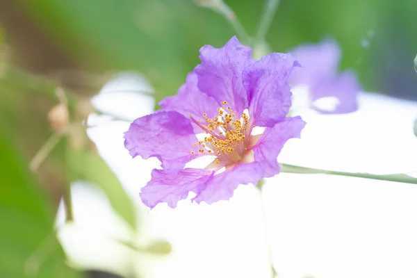 Lagerstroemia loudonii flower or Lagerstroemia — Stock Photo, Image