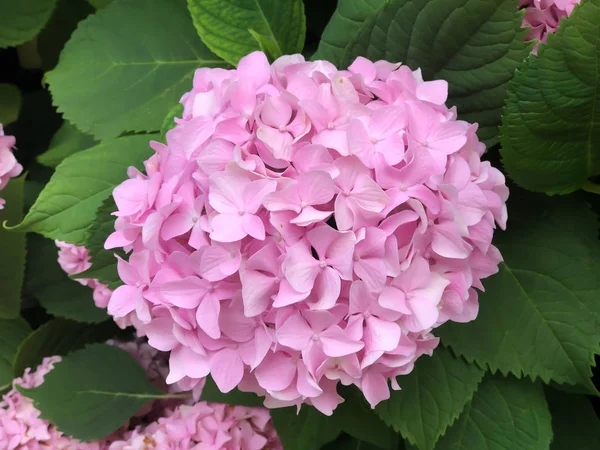 Bellissimo cespuglio di fiori di ortensia — Foto Stock