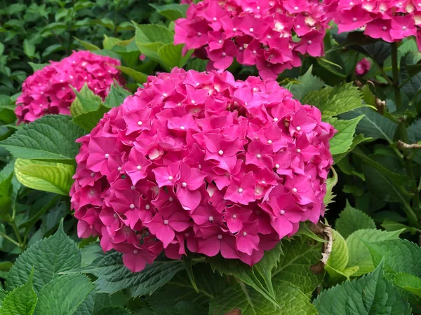 Hermoso arbusto de flores de hortensias — Foto de Stock