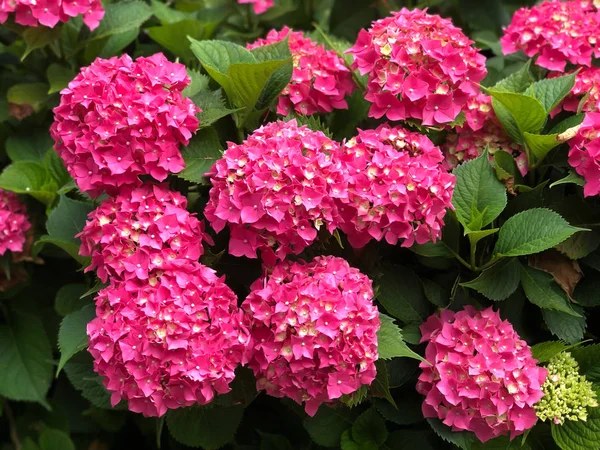 Mooie bush van hydrangea bloemen — Stockfoto