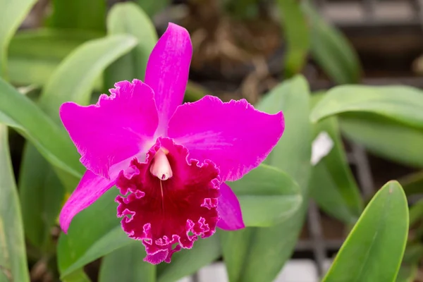 Belle orchidée hybride pourpre de cattleya — Photo