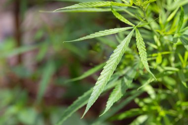 Doğada yeşil marihuana yaprakları