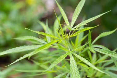 Doğada yeşil marihuana yaprakları