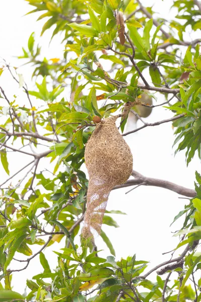 Nid de nombreux oiseaux sur l'arbre — Photo