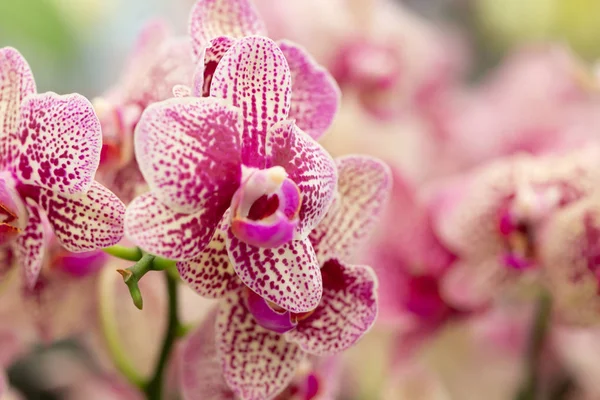 Close up of Phalaenopsis orchid — Stock Photo, Image