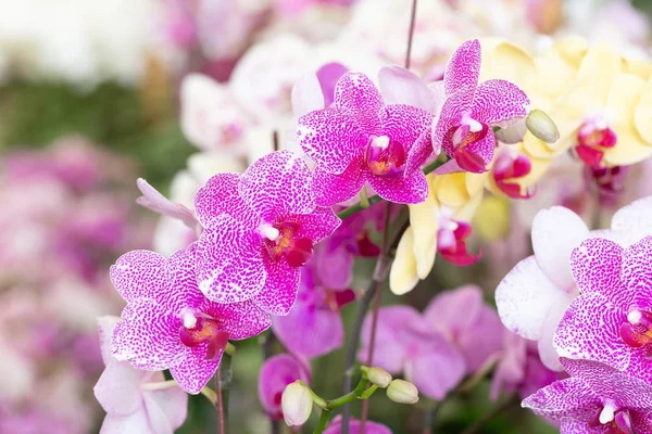 Primer plano de la orquídea Phalaenopsis —  Fotos de Stock