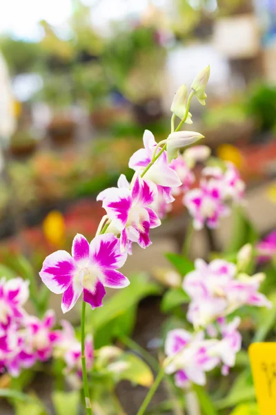 Flor de flor de beleza dendrobium roxo — Fotografia de Stock