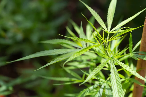 Doğada yeşil marihuana yaprakları