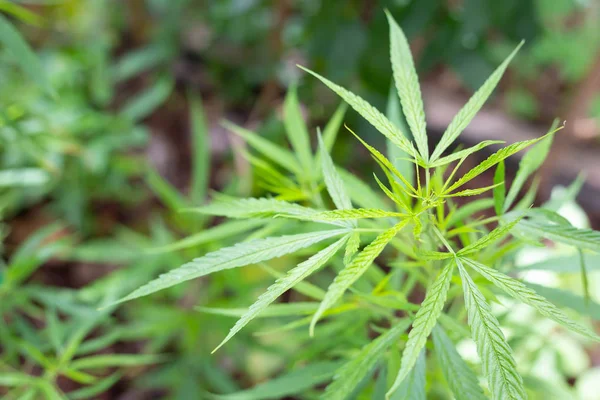 Зелене листя марихуани в природі — стокове фото