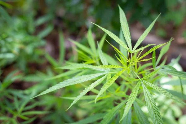 Зелене листя марихуани в природі — стокове фото