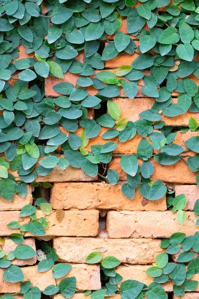 Red blickwall pattern covered by creeper plant — Stock Photo, Image