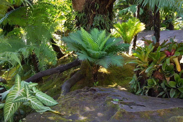 Bosque verde tropical con muchos tipos de plantas —  Fotos de Stock