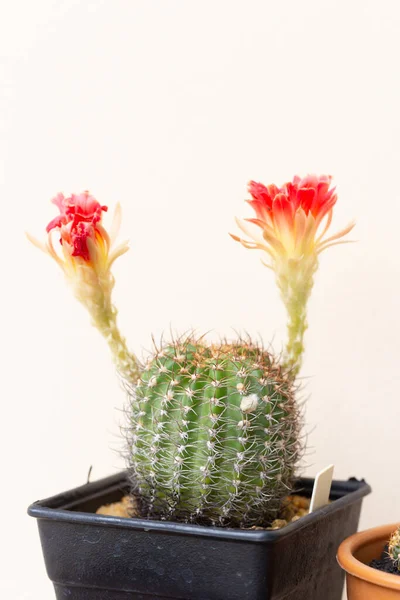 Echinopsis Hybride Růžovým Květy Bílém Pozadí — Stock fotografie