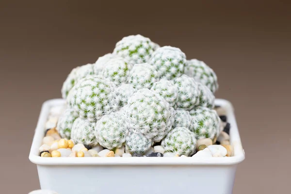 Bola Cactus Maceta Cerámica Blanca Sobre Fondo Oscuro — Foto de Stock